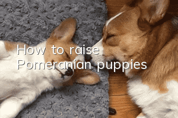 How to raise Pomeranian puppies