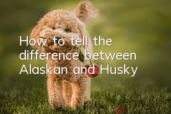 How to tell the difference between Alaskan and Husky