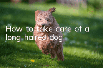 How to take care of a long-haired dog
