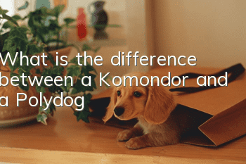 What is the difference between a Komondor and a Polydog?