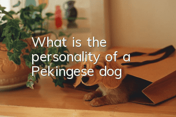 What is the personality of a Pekingese dog?