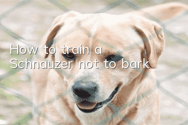 How to train a Schnauzer not to bark