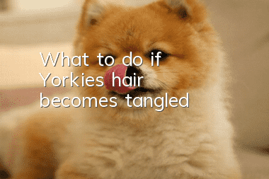 What to do if Yorkie’s hair becomes tangled