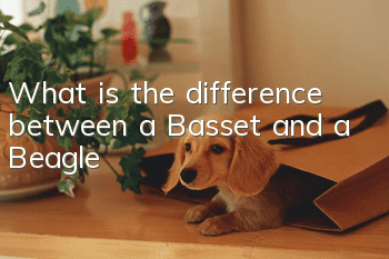 What is the difference between a Basset and a Beagle?