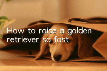How to raise a golden retriever so fast
