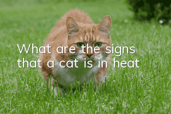 What are the signs that a cat is in heat?
