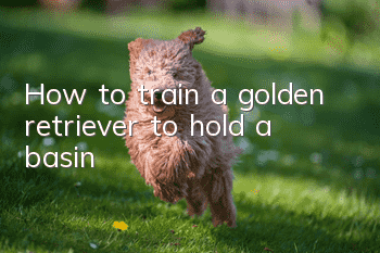 How to train a golden retriever to hold a basin