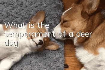 What is the temperament of a deer dog?