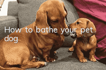 How to bathe your pet dog