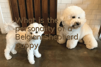 What is the personality of a Belgian Shepherd puppy?