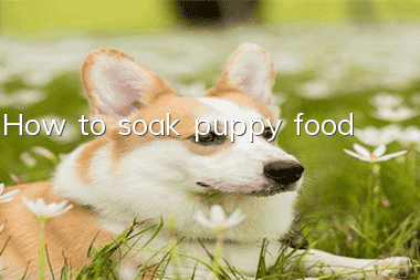 How to soak puppy food