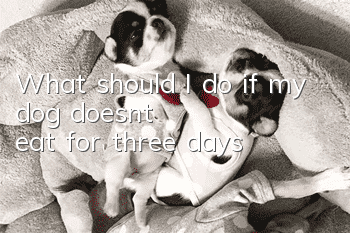 What should I do if my dog ​​doesn’t eat for three days?