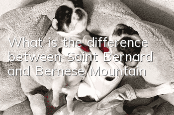 What is the difference between Saint Bernard and Bernese Mountain?