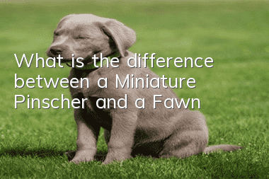 What is the difference between a Miniature Pinscher and a Fawn?