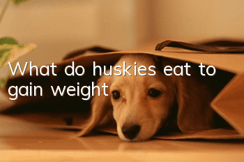 What do huskies eat to gain weight?