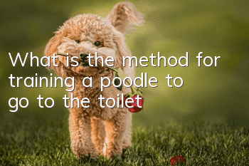 What is the method for training a poodle to go to the toilet?