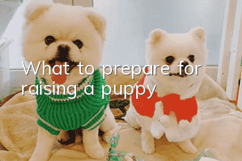 What to prepare for raising a puppy