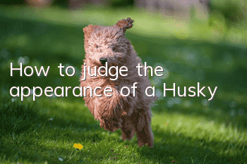 How to judge the appearance of a Husky