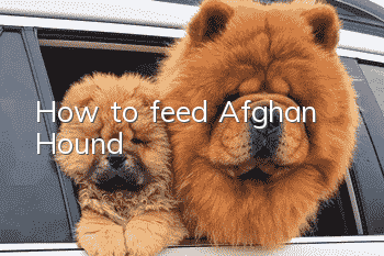 How to feed Afghan Hound