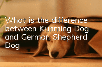 What is the difference between Kunming Dog and German Shepherd Dog?