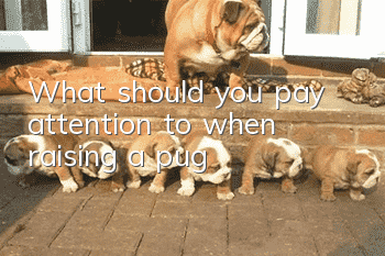 What should you pay attention to when raising a pug?