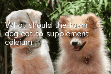 What should the fawn dog eat to supplement calcium?