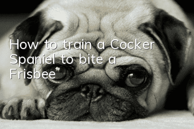 How to train a Cocker Spaniel to bite a Frisbee
