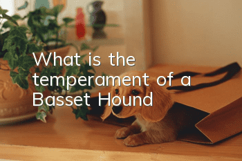 What is the temperament of a Basset Hound?