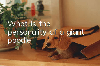 What is the personality of a giant poodle?