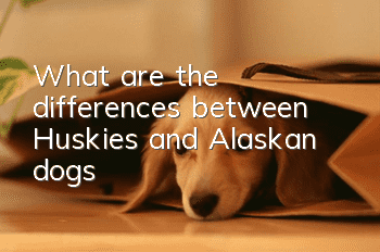 What are the differences between Huskies and Alaskan dogs?