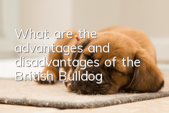 What are the advantages and disadvantages of the British Bulldog?