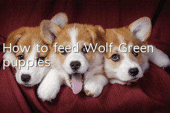 How to feed Wolf Green puppies