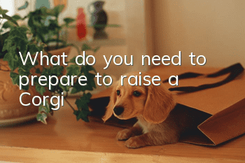 What do you need to prepare to raise a Corgi?