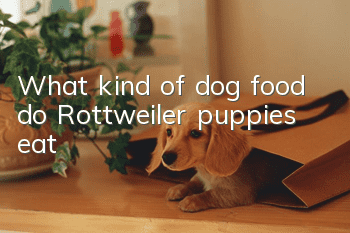 What kind of dog food do Rottweiler puppies eat?
