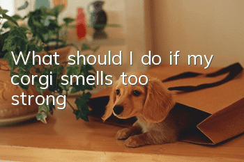 What should I do if my corgi smells too strong?