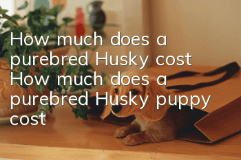 How much does a purebred Husky cost? How much does a purebred Husky puppy cost?