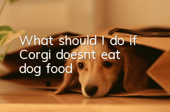 What should I do if Corgi doesn’t eat dog food?