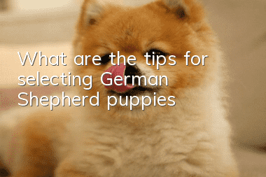 What are the tips for selecting German Shepherd puppies?