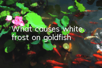 What causes white frost on goldfish?