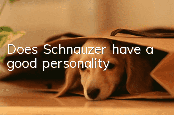 Does Schnauzer have a good personality?