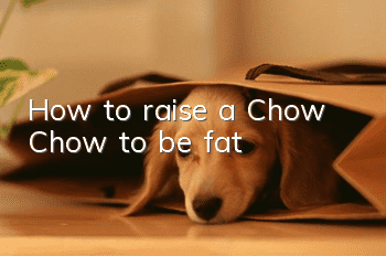 How to raise a Chow Chow to be fat