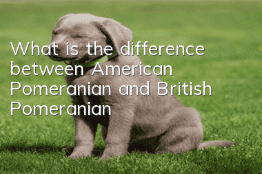 What is the difference between American Pomeranian and British Pomeranian?
