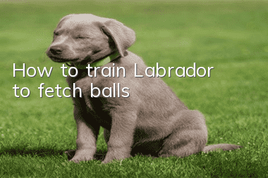 How to train Labrador to fetch balls