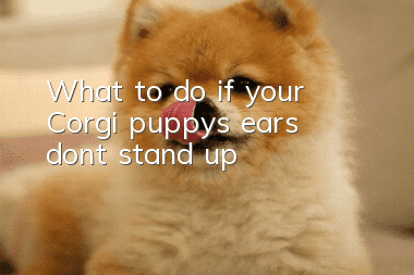 What to do if your Corgi puppy’s ears don’t stand up