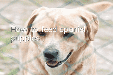 How to feed spaniel puppies