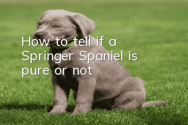 How to tell if a Springer Spaniel is pure or not?