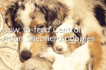 How to feed Central Asian Shepherd puppies