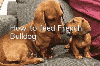 How to feed French Bulldog