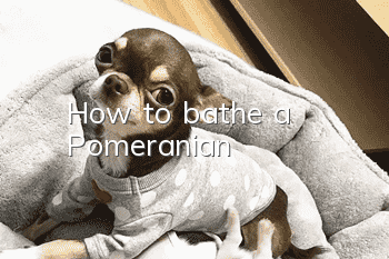 How to bathe a Pomeranian