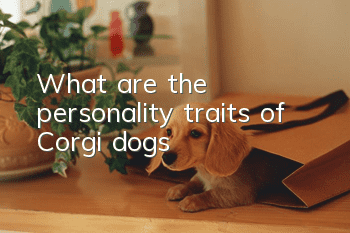 What are the personality traits of Corgi dogs?